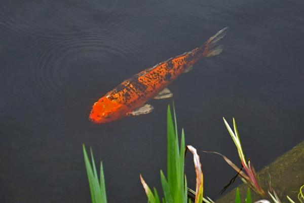 22. It's ok for fish.jpg